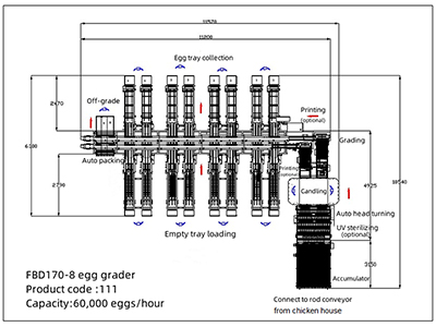 Clasificadora de huevos 111 (60,000 huevos/hora)