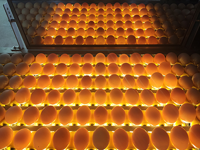 Elevador de huevos mediante vacío & acumulador (con iluminación)