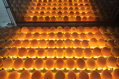 Elevador de huevos mediante vacío & acumulador (con iluminación)