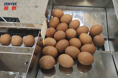 Rompedora de huevos 501A (3000 huevos/hora)